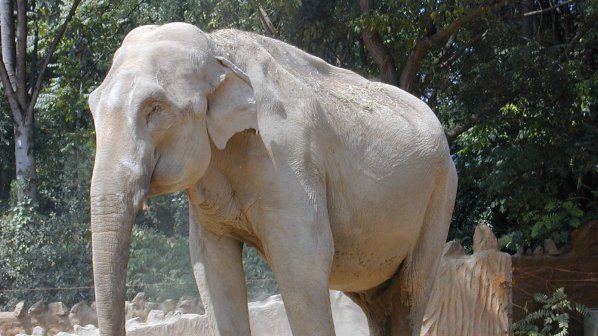 В Шри Ланка има 5879 слона