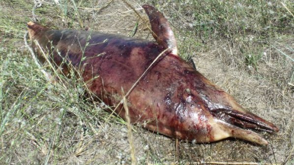 Делфин с отрязана опашка е изхвърлен на плажа в Крайморие
