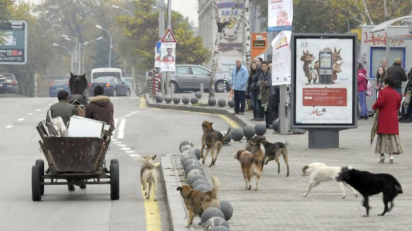 Фандъкова иска повече кастрационни центрове за кучета