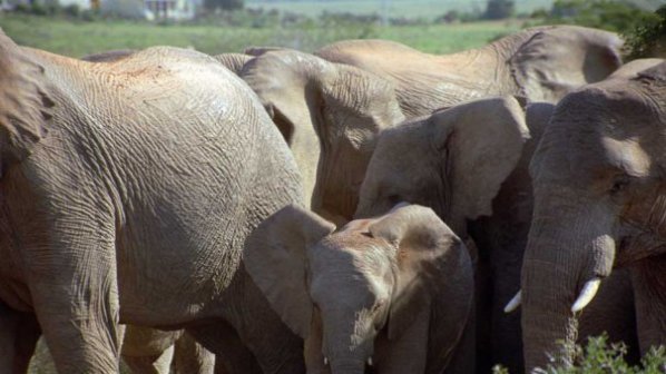 Предотвратиха опит за нелегален износ на слонова кост в Малайзия
