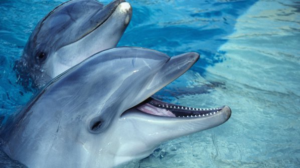Oткриха нов вид делфин край Австралия