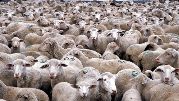 В луковитско село отровиха 40 овце