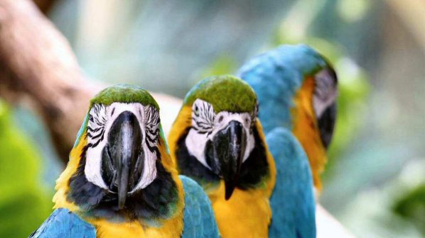 Лаещи папагали пазят дома