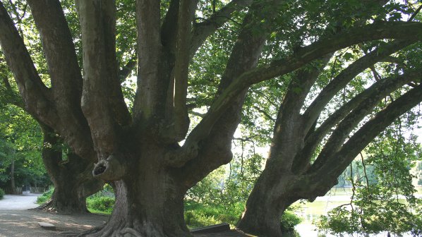 Вековен източен чинар е най - новото защитено дърво у нас