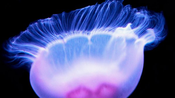 Клетки от медуза откриват рак в тялото