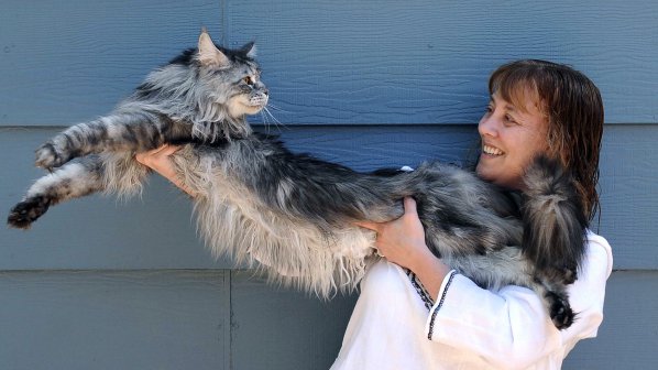 Най - дългата котка в света е 123 см