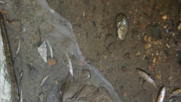 Мъртва риба изплува в язовир Кърджали
