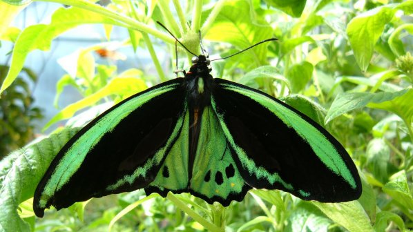 Най - голямата пеперуда на планетата