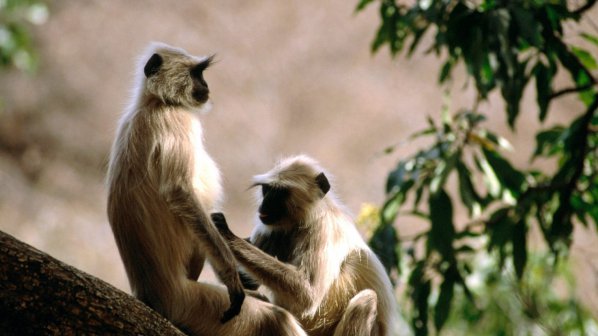 Нашествие от маймуни в индийски курорт