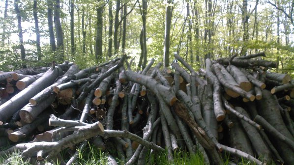 Бракониери отсякоха 40 букови дървета край Златица