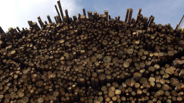 Над 200 куб. метра нелегална дървесина е конфискувана от септември насам