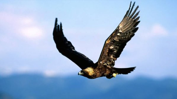 Пуснаха излекуван царски орел в района на Свиленград