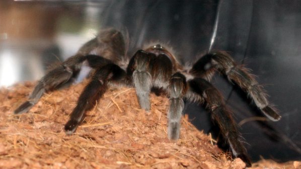 261 тарантули заловени в Цюрих