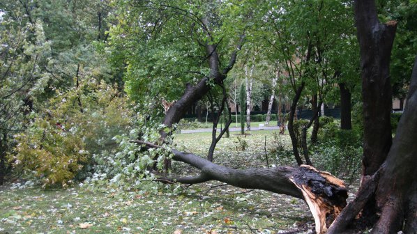 Вятър със скорост 100 км / ч изтръгна дървета в Бургас (снимки)