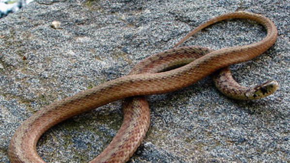 Жена бере душа  - отровна змия я ухапа в къщата й