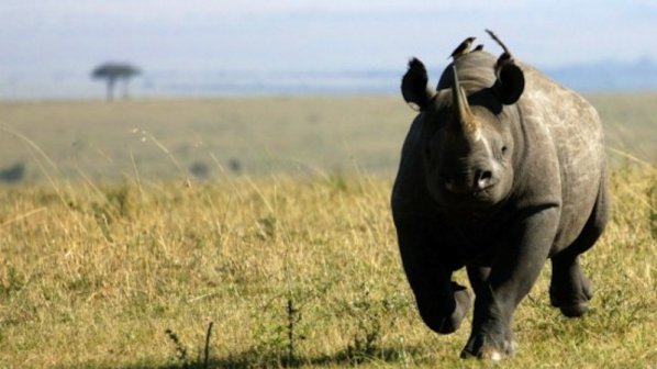 Черният носорог вече е изчезнал вид
