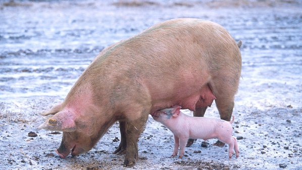 Откриха африканска чума по свинете в три руски области