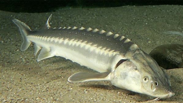 Есетровите риби в Дунав са силно застрашен вид
