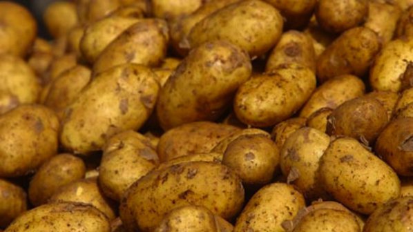 Настъпва опасна зараза - рак по картофите