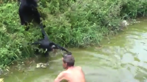 Пиян бразилец се сби с маймуни в зоопарк (видео)