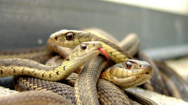 Със змии срещу корупцията