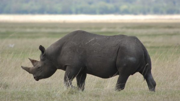 Бракониери избили рекорден брой носорози