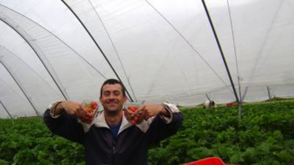 Набират българи да берат ягоди срещу 75 лв на ден