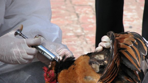 Птичият грип взе жертва в Южен Китай