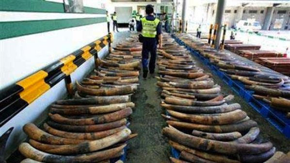 Рекордно количество слонова кост е конфискувано през 2011 година