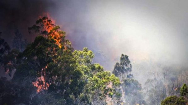 Жега до 43 градуса и горски пожари мъчат Австралия