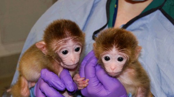 Първите ГМО маймуни вече са факт