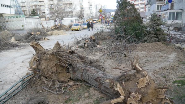 Режат 45 дървета заради ремонт на варненски булевард (снимки)