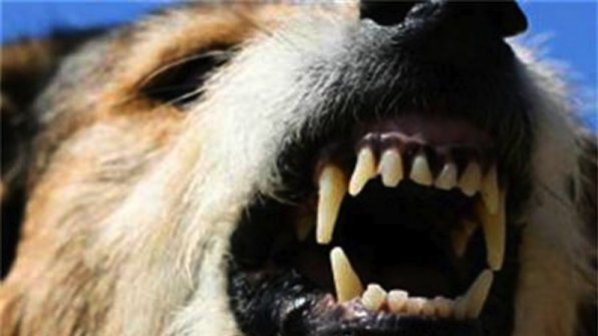Ухапан от бездомно куче осъди русенската община