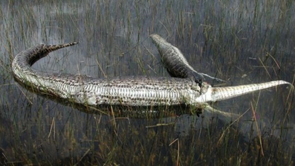 В САЩ забраниха вноса на питон, който гълта алигатори