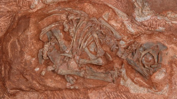 Откриха динозавърски гнезда на 190 милиона години
