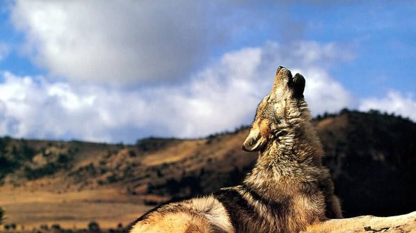 В Уисконсин откриват сезона за лов на вълци