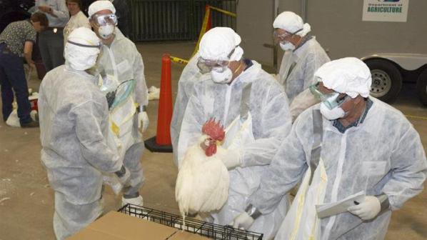 В Австралия са открити две огнища на птичи грип