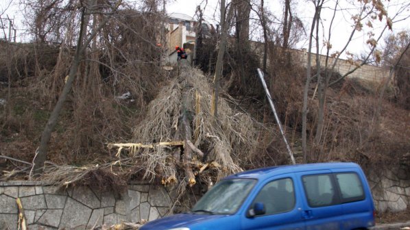 Паднало дърво затвори пътя Варна - Златни пясъци (снимки)