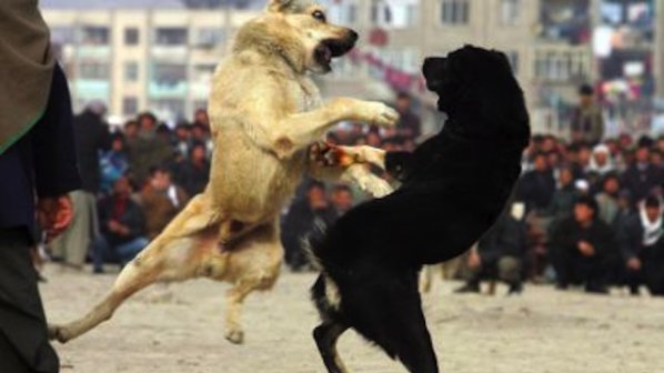 Край Пазарджик организирали кървави боеве с кучета