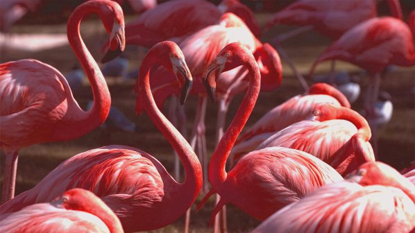 Милиони розови фламинго се събраха на едно място в Кения