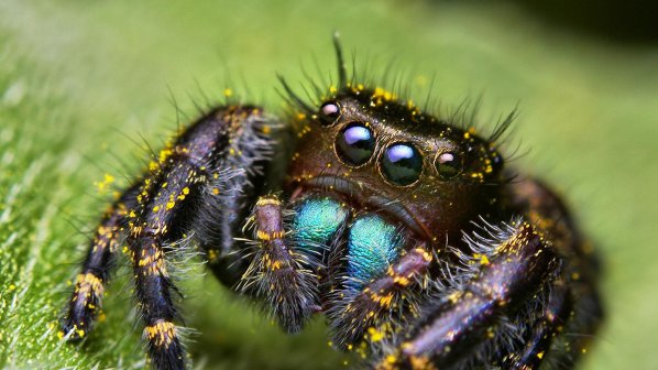Виждаме паяците по-големи, ако се страхуваме от тях