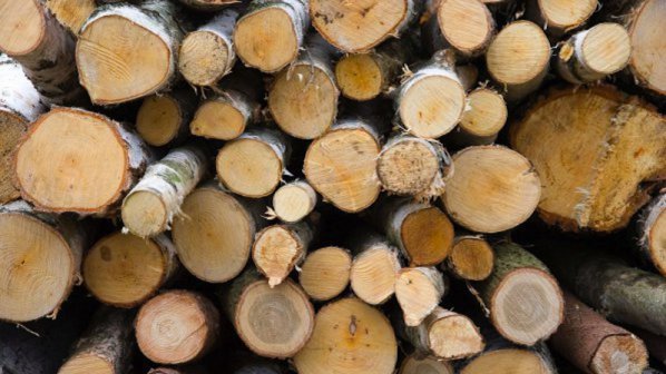 БСП дава 7 дни на Мирослав Найденов да спре продажбата на дървесина през борсата