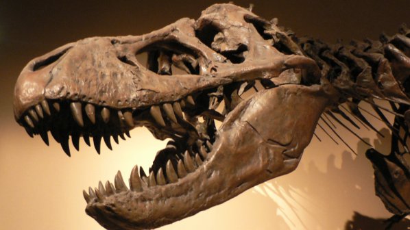 Тиранозавърът Рекс бил с най-мощната захапка от всички живи и изчезнали същества