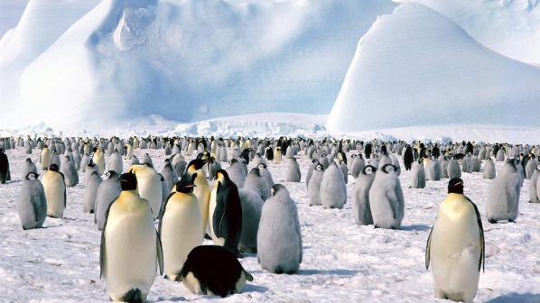 Чужди нашественици застрашават екосистемата в Антарктида