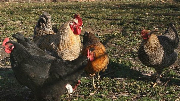 Щастливите кокошки виновни за високите цени на яйцата