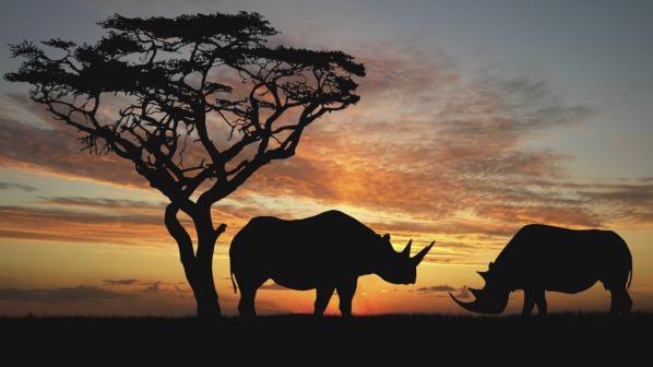 Носорозите в ЮАР ще изчезнат заради бракониерство