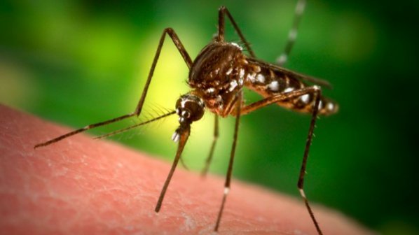 Тигров комар разнася 22 вида болести