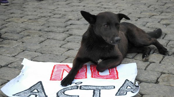 Строят приют за кучета в Берковица