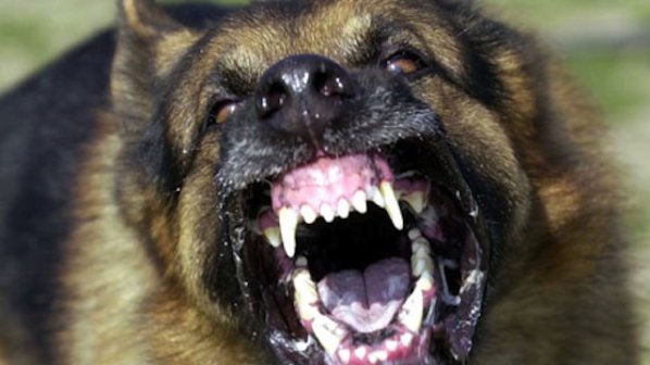 Съдят собствeници на куче, нахапало жена в Дряново