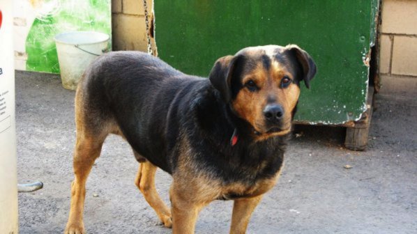 Ужас! Дерат живи кучета в София (снимки 18+)